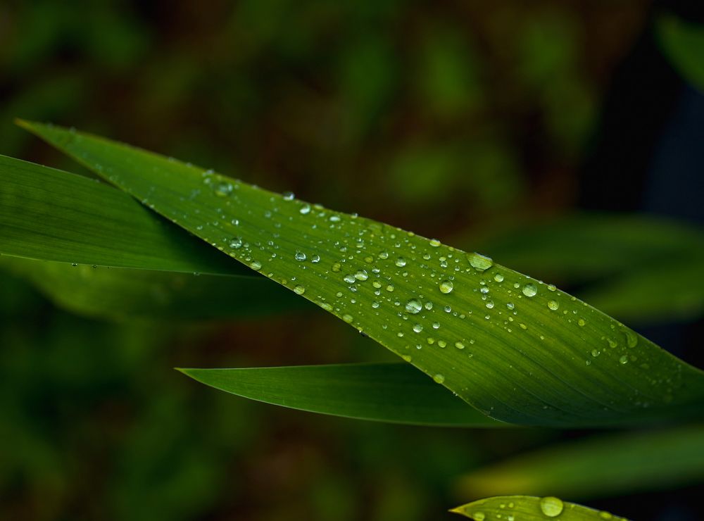 Photograph by Галина Искандарова