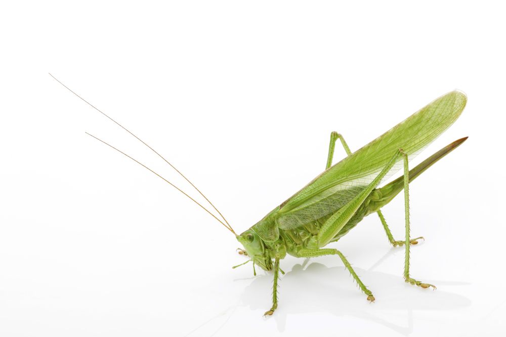 Green grasshopper