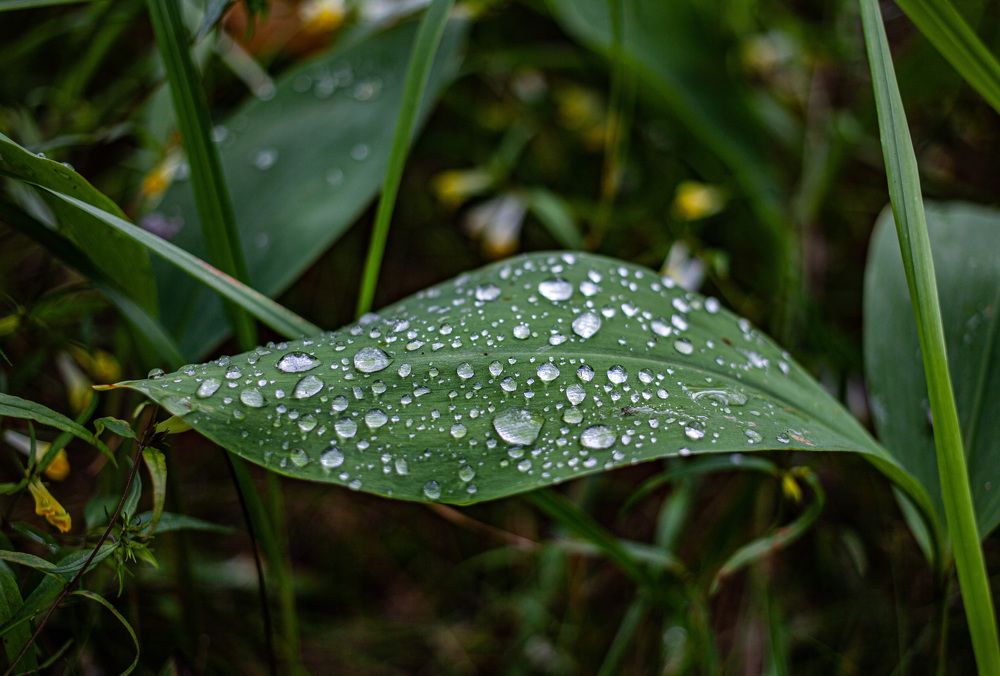 Photograph by Ольга Левакова