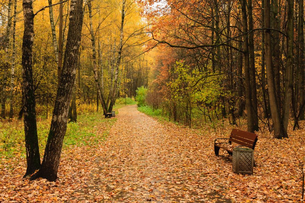 Фотография автора Алексей Корнеев