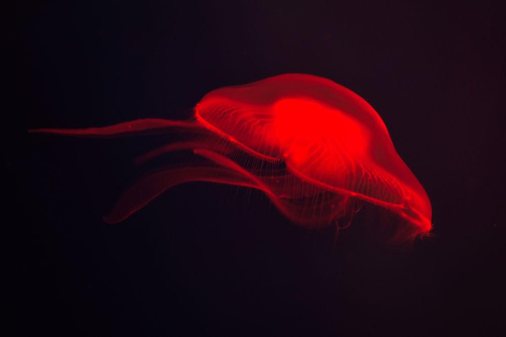 Photograph by Ковалёв Игорь