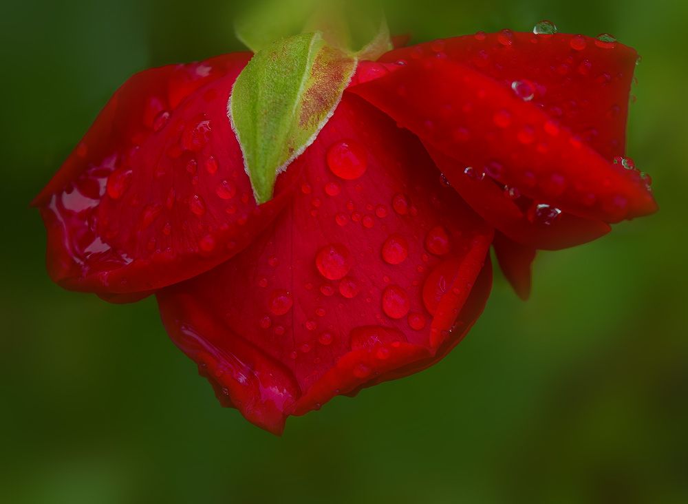 Photograph by Блохина Ольга