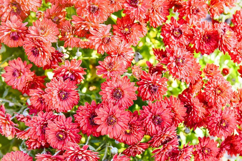 Photograph by Ковалёв Игорь