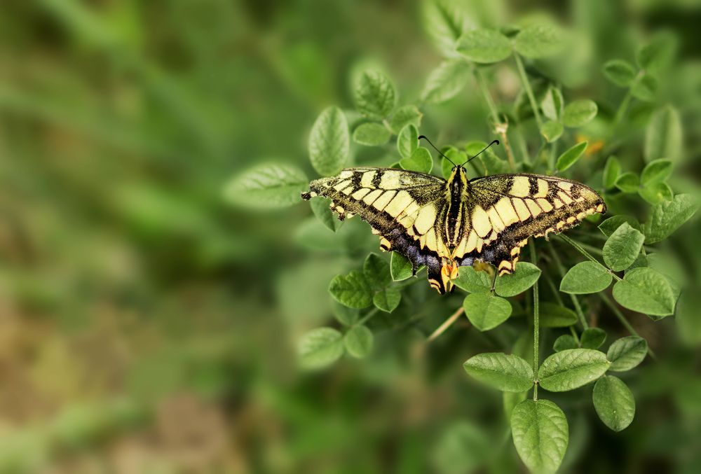 Фотография автора Aleksandra Choporova
