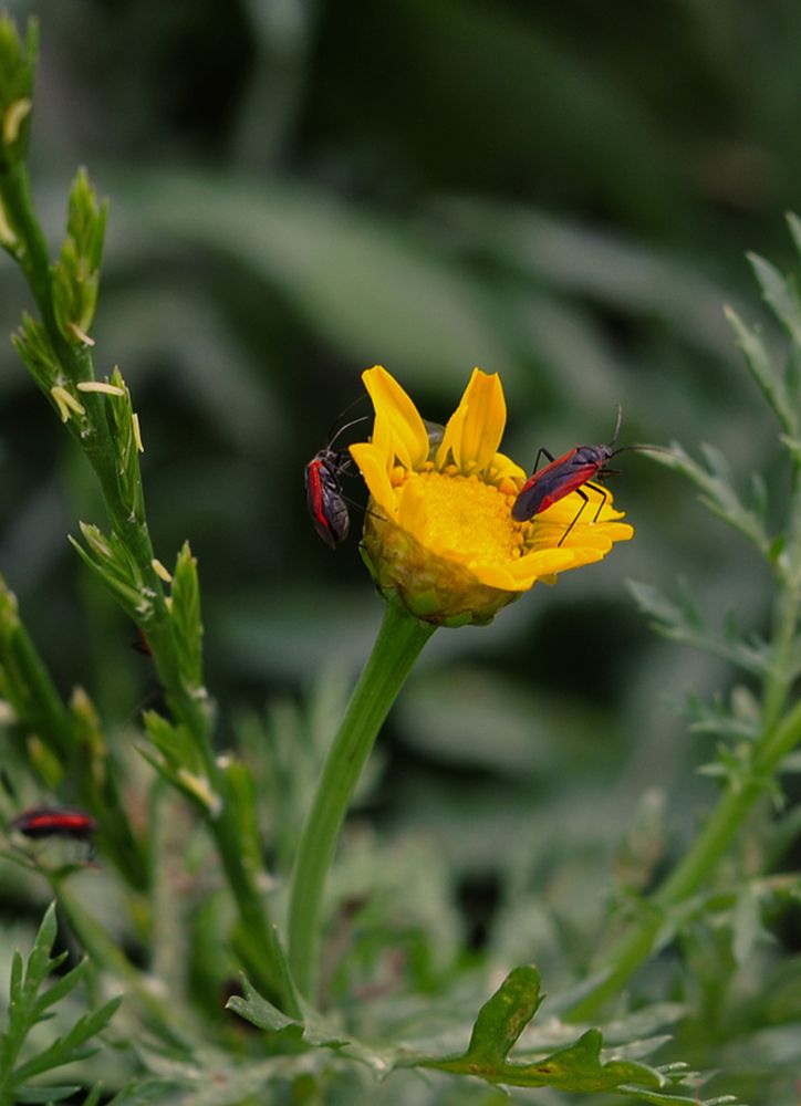 Photograph by Яков