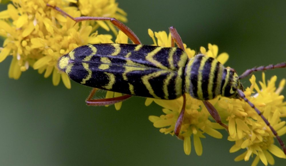 Фотография автора Ираида Гайфуллина