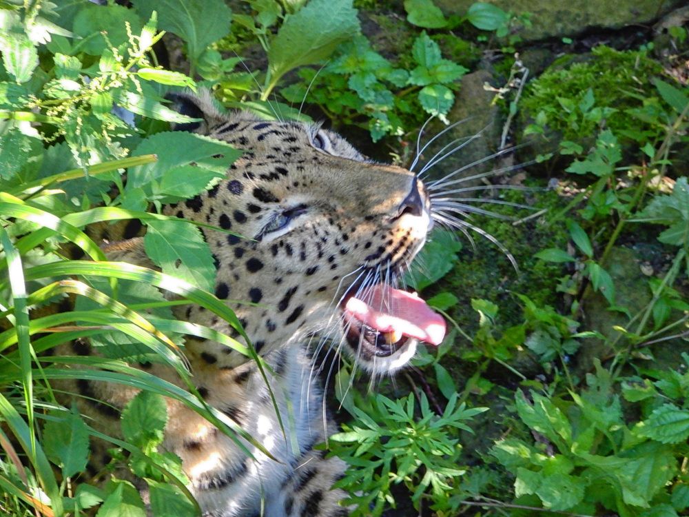 Photograph by София Гавриловна Вотякова