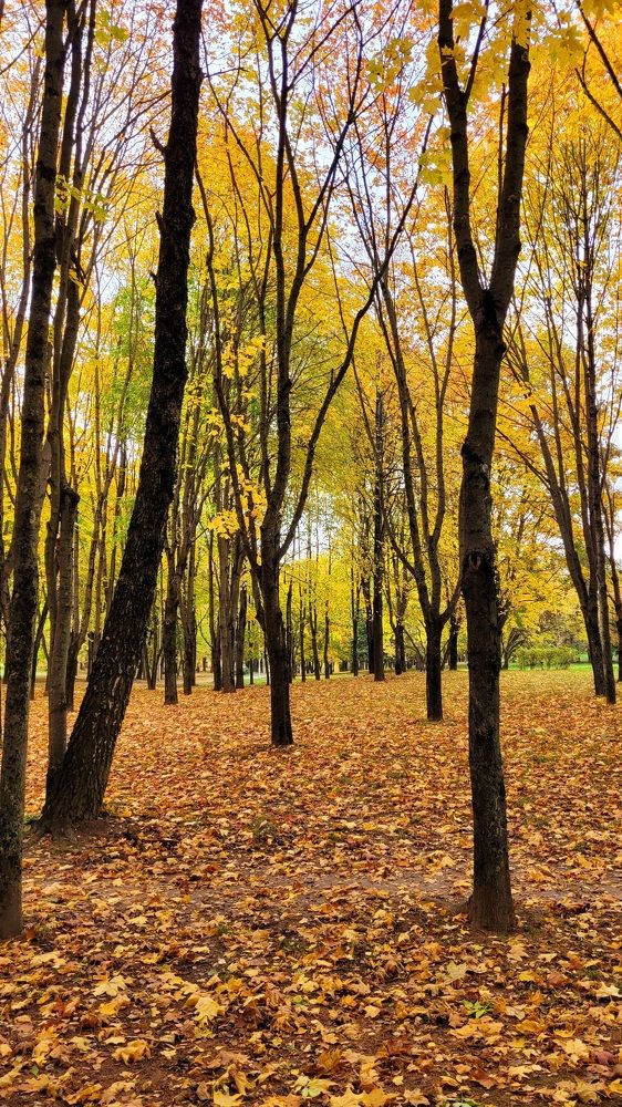 Фотография автора Александра Карпикова