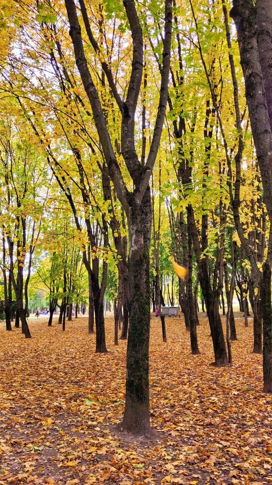 Фотография автора Александра Карпикова