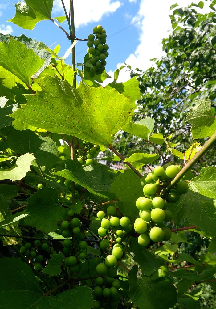 Спеет виноград