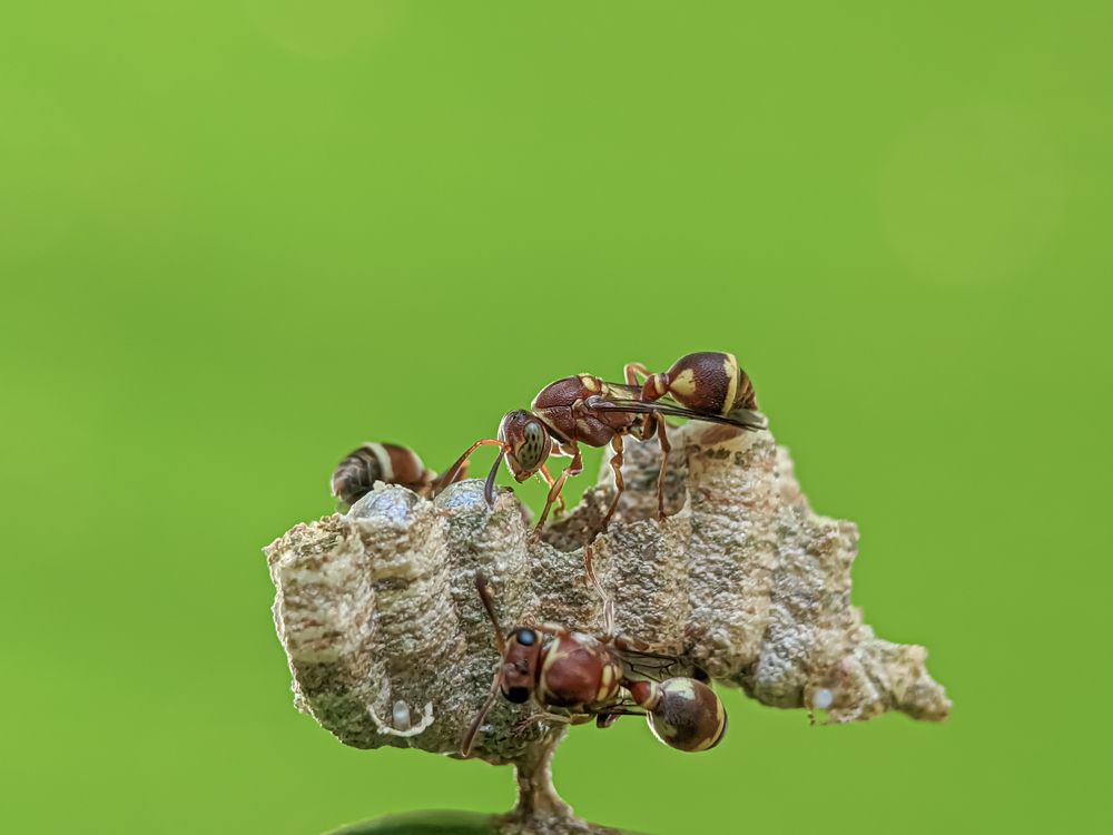 Photograph by Md Raihan