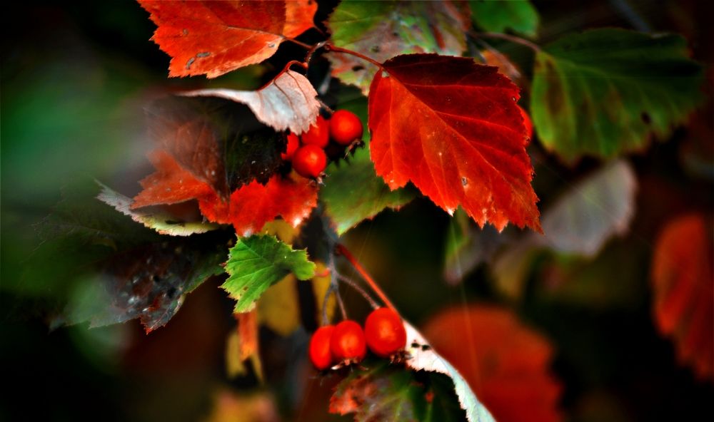 Photograph by Yrii Usoltsev