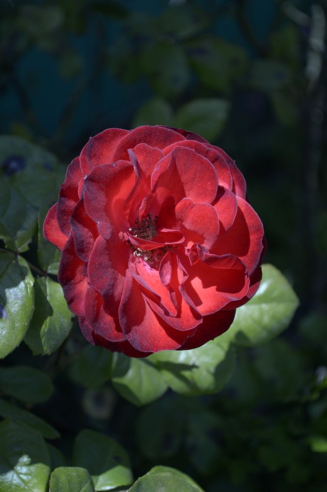 Photograph by Aleksey