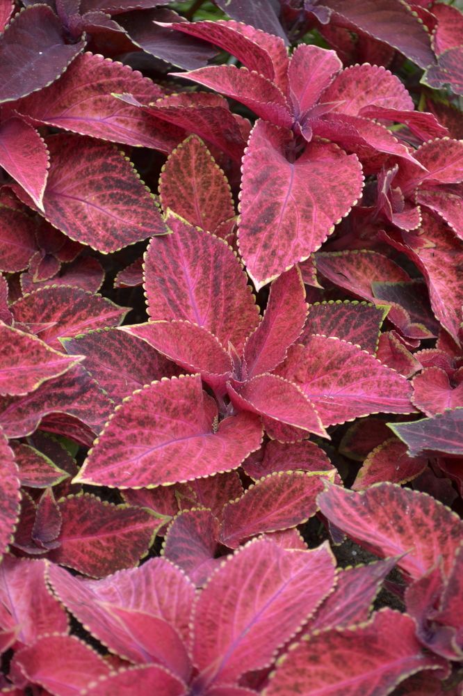 Photograph by Aleksey