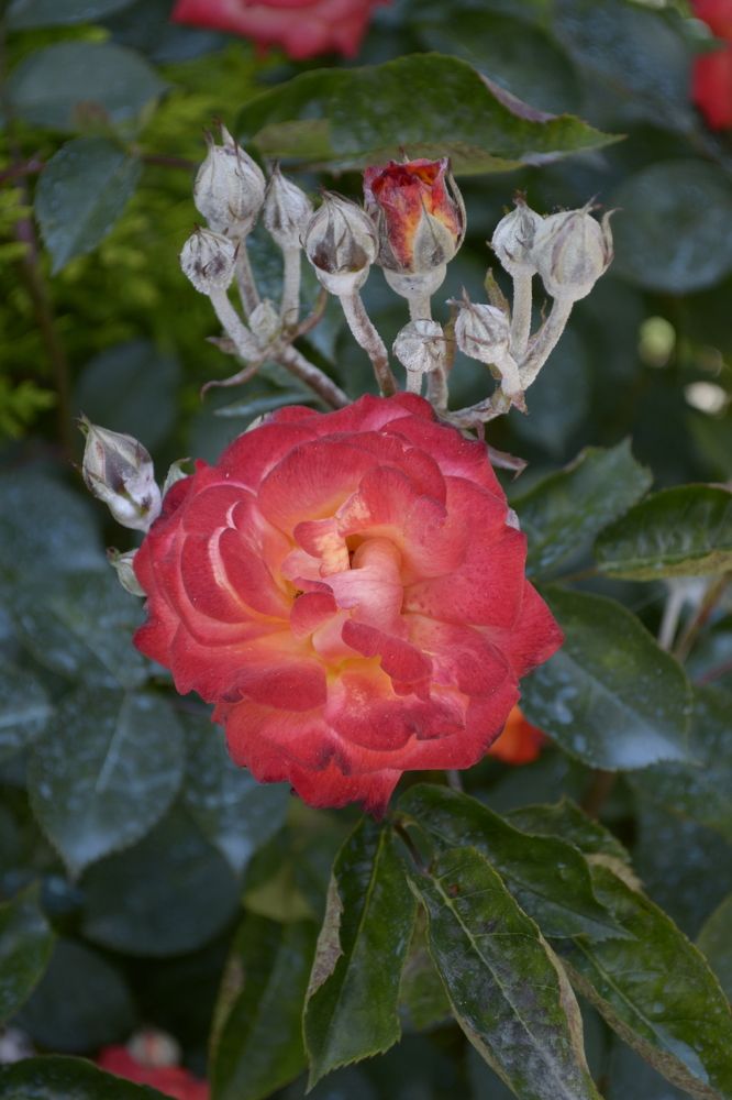 Photograph by Aleksey