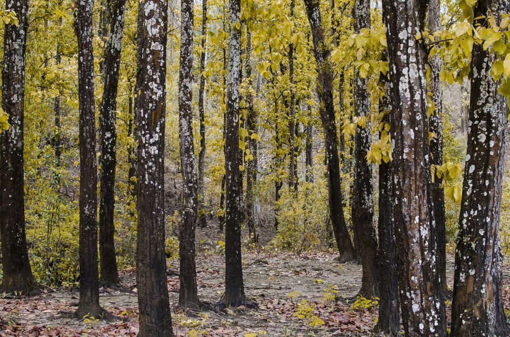 Photograph by Dibyajyoti Nath