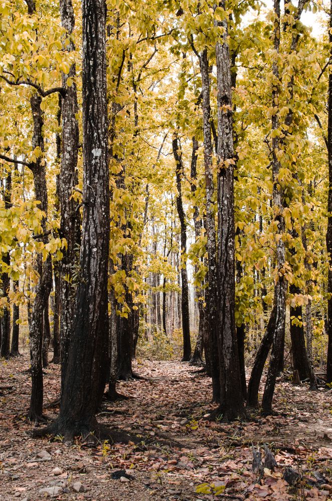 Photograph by Dibyajyoti Nath