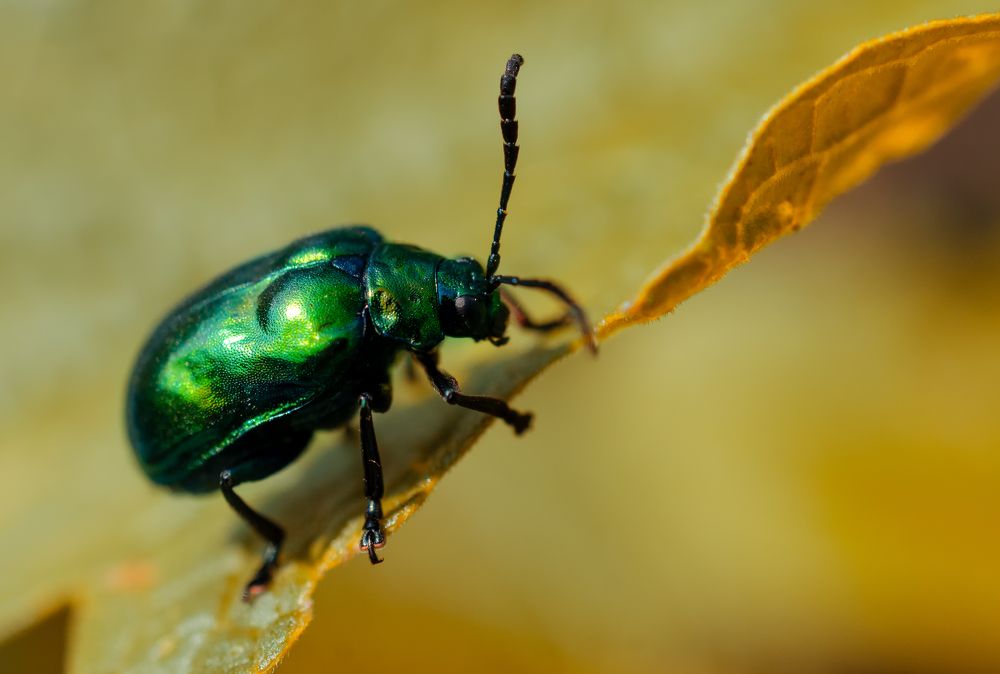 Photograph by Dibyajyoti Nath