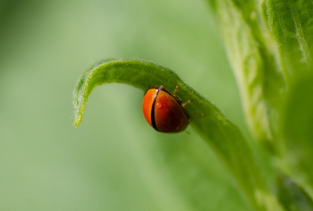 Photograph by Dibyajyoti Nath
