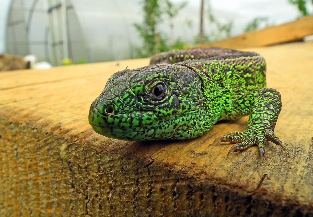 Photograph by Алексей Окунеев