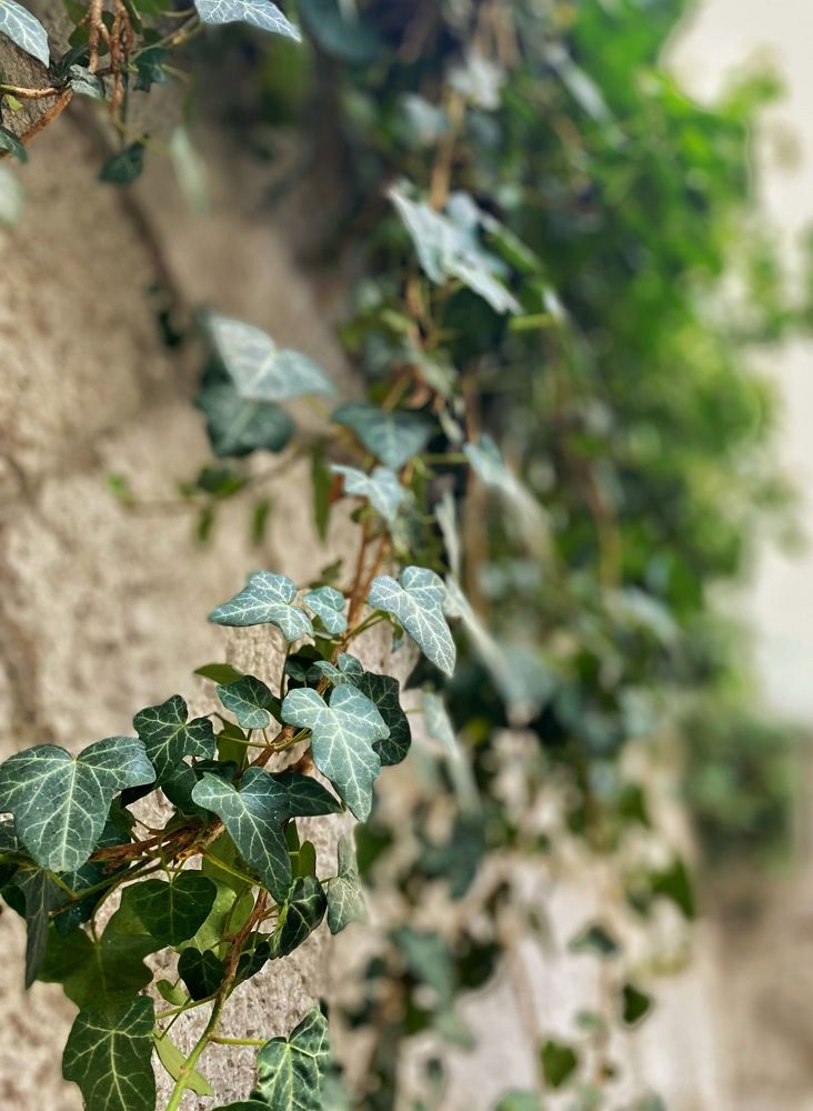 Фотография автора Екатерина Ефанова