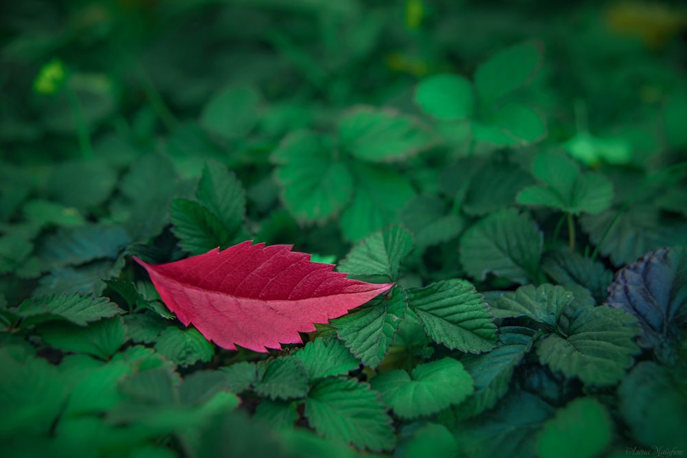 Photograph by Елена Майфет