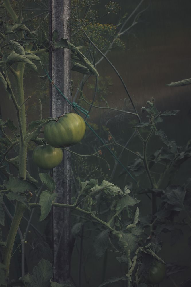 Photograph by Anna Mishina