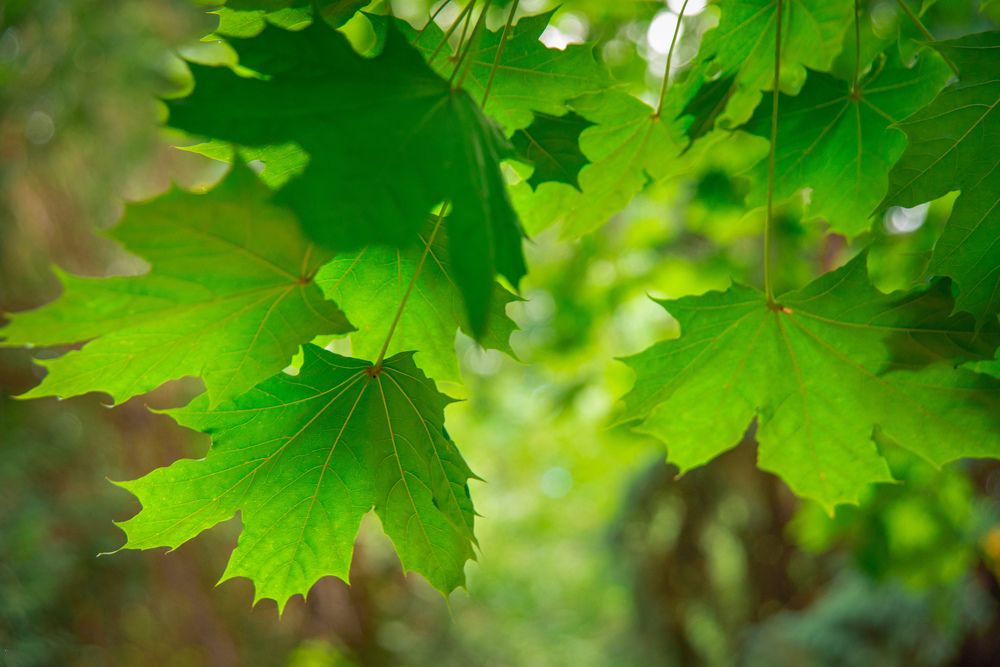 Photograph by Елена Майфет