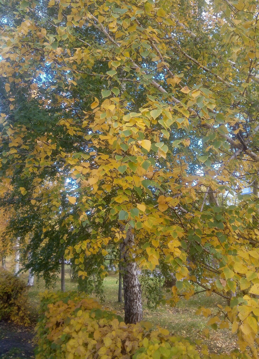 Краски осени.