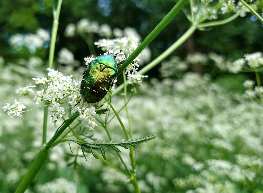 Бронзовка золотистая