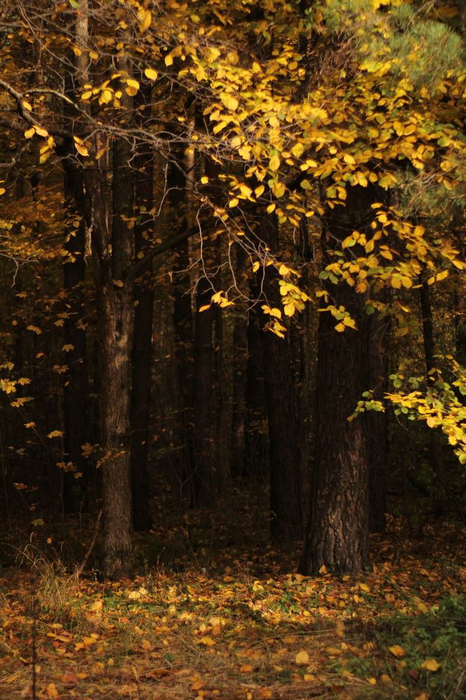 Photograph by Анастасия Липаткина