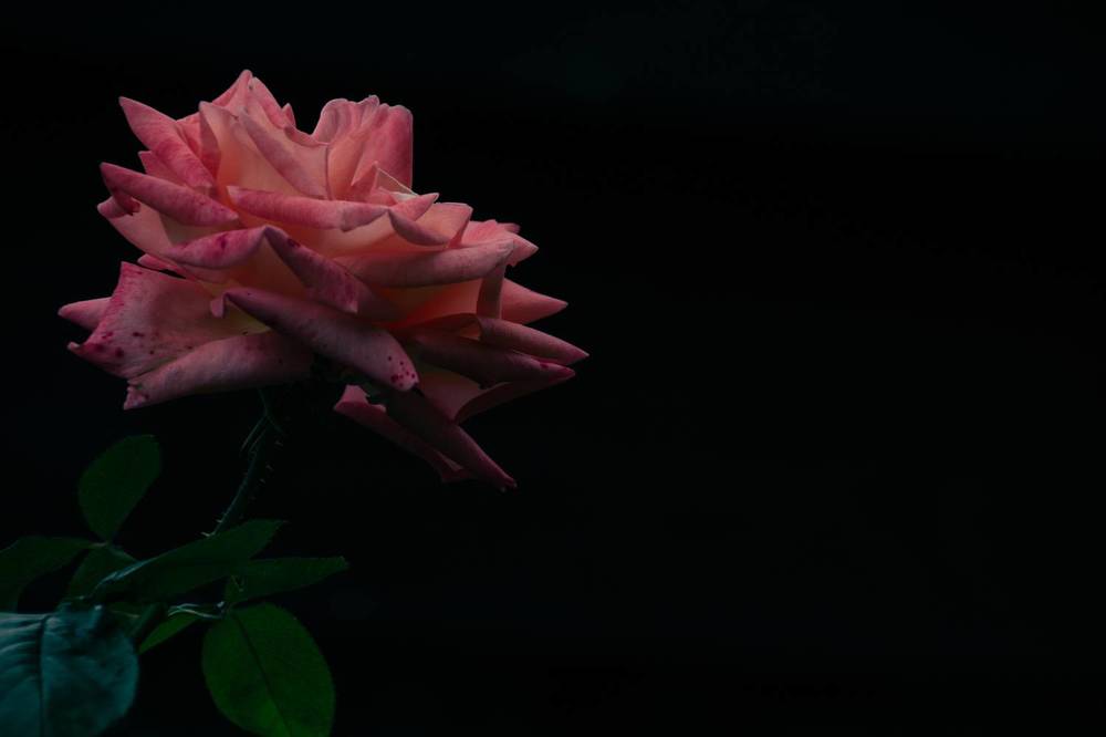 Розовый бутон