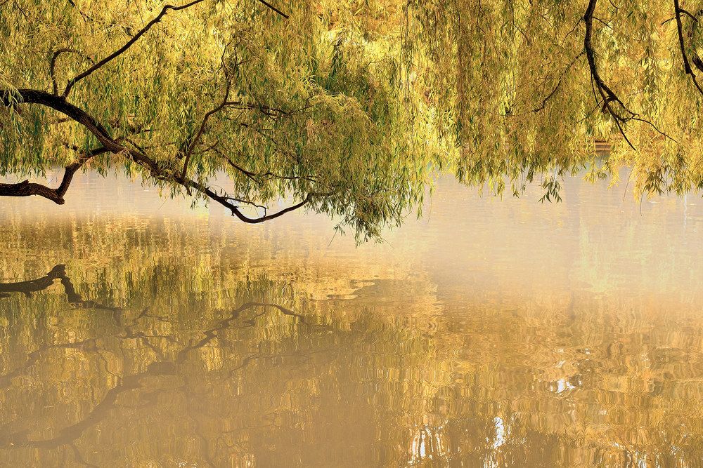 Осенние ивы