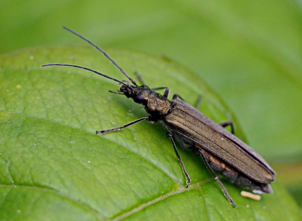 Усач дровосек