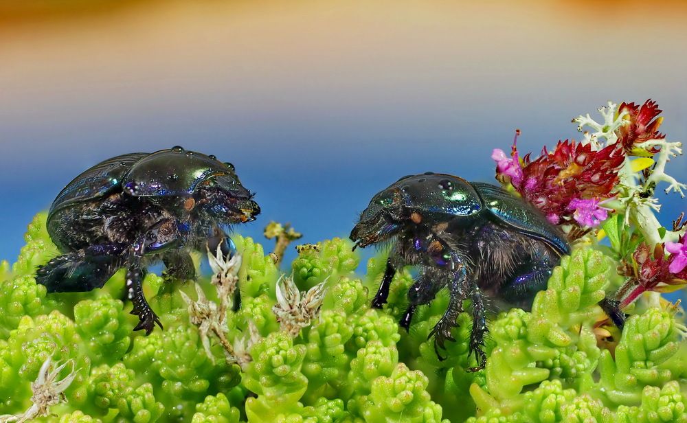 Жуки скарабеи.