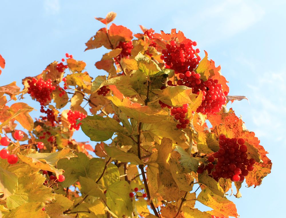 Photograph by Наталья Жигарева