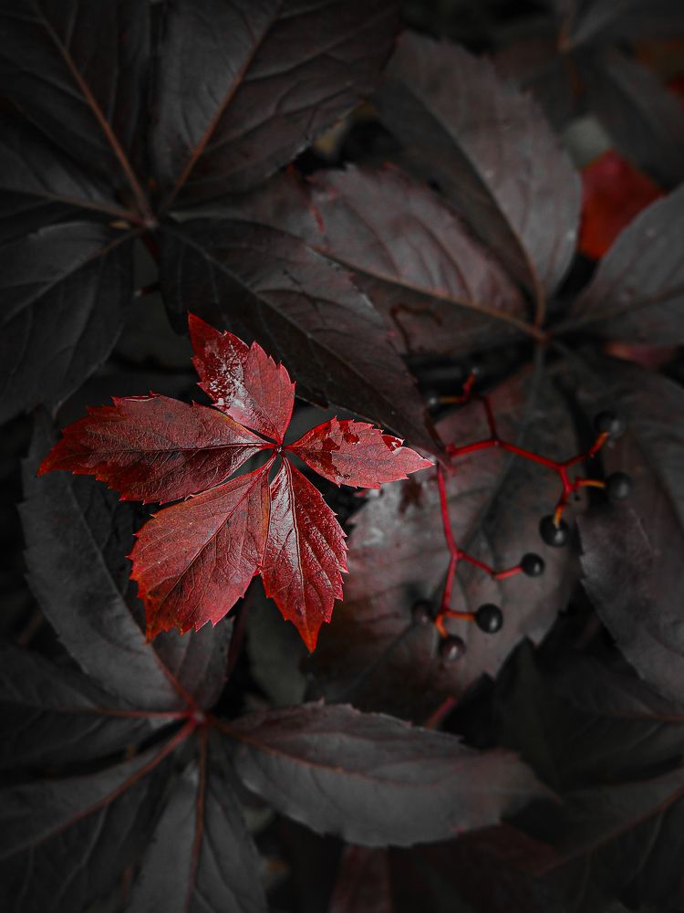 Photograph by Ольга Еженевская