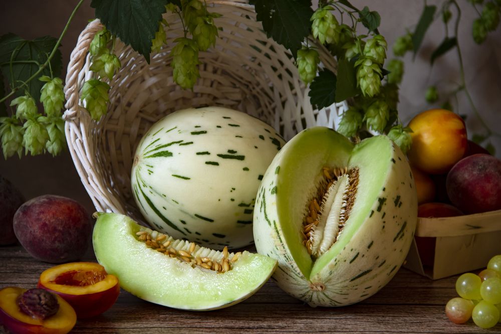 Дыни долматинки.