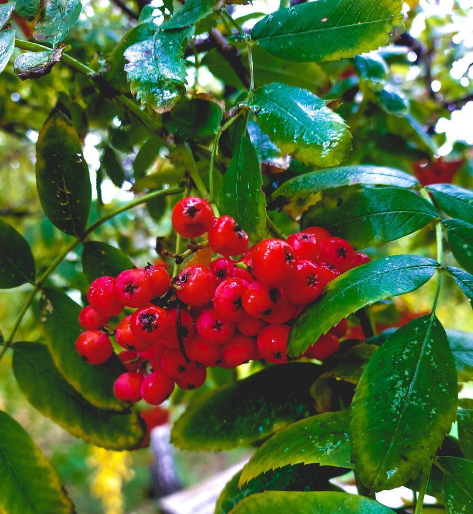 Photograph by Ирина Герлин