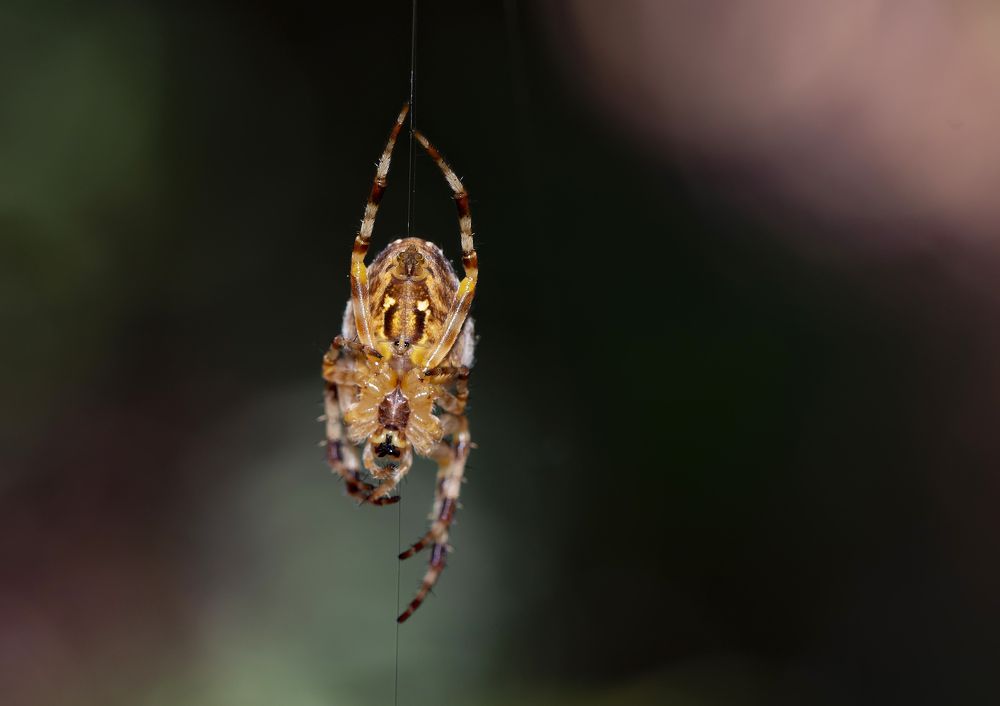 Photograph by Юрий Бичеров