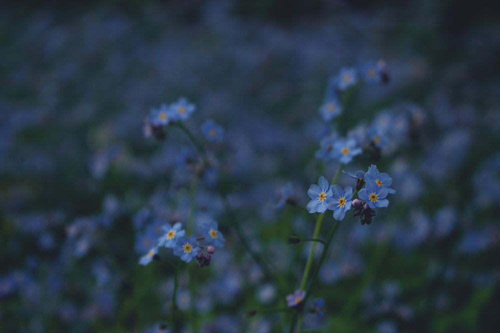 Фотография автора Алексей