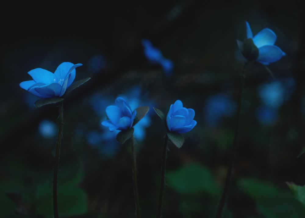 Фотография автора Алексей