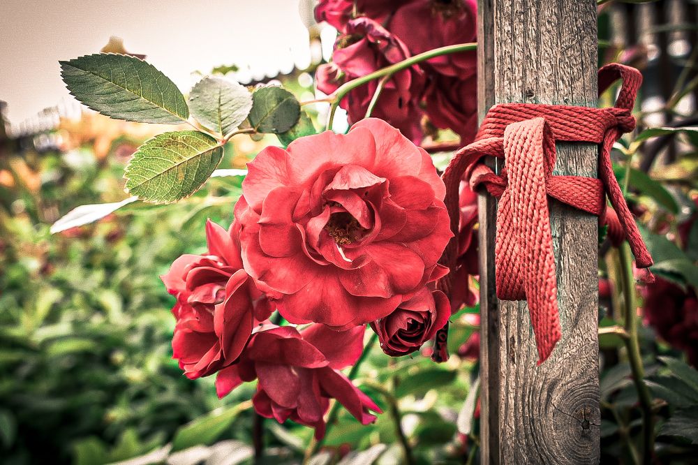 Photograph by Ольга Пономарева