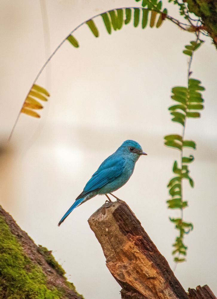 Photograph by saikat chanda