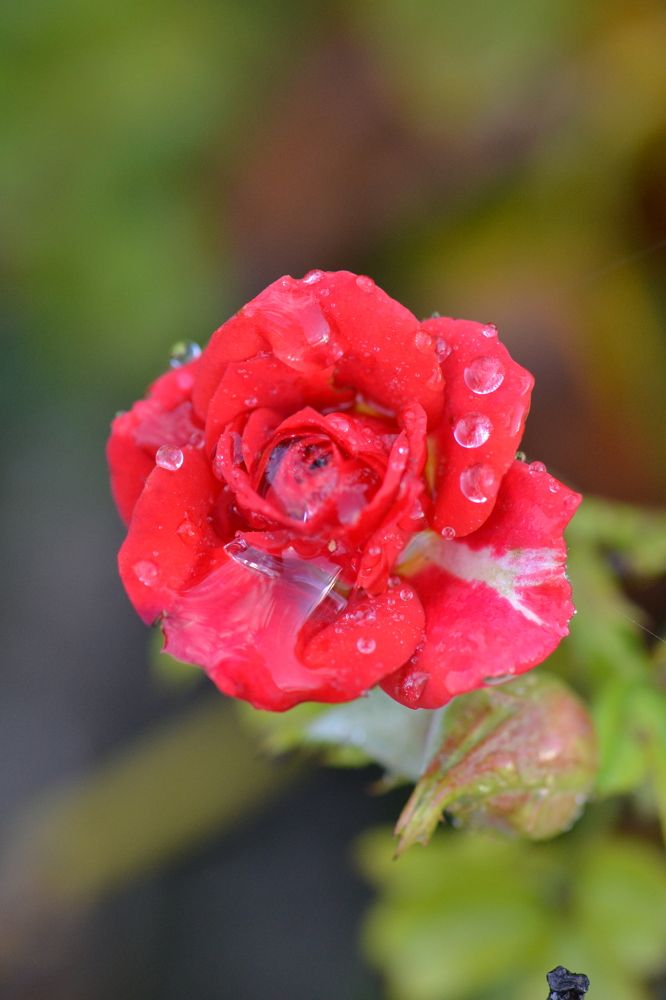 Photograph by Aleksey