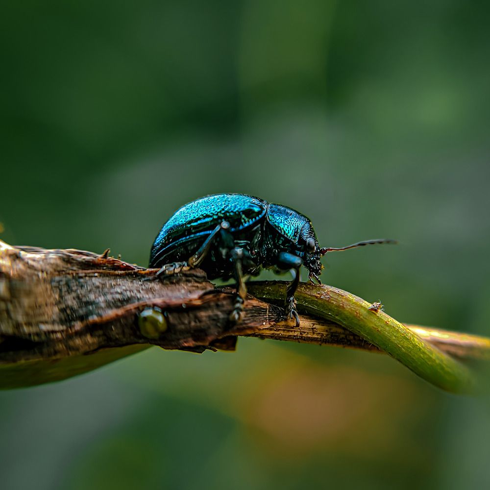 Photograph by Milinda Ashan Rajapaksha