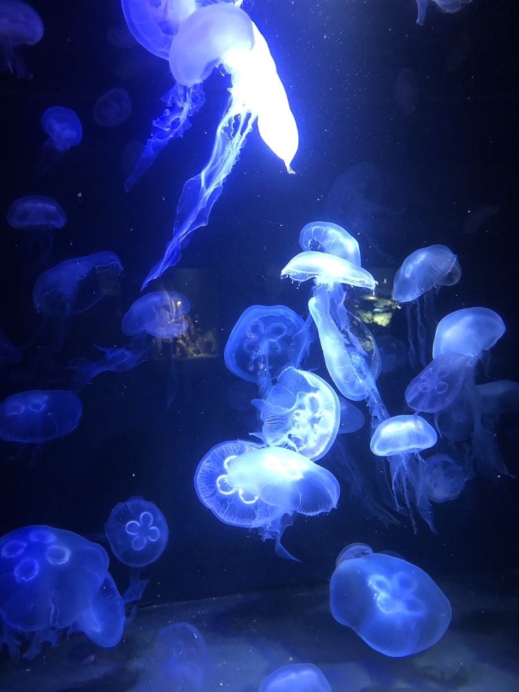 Photograph by Olesia Bulich