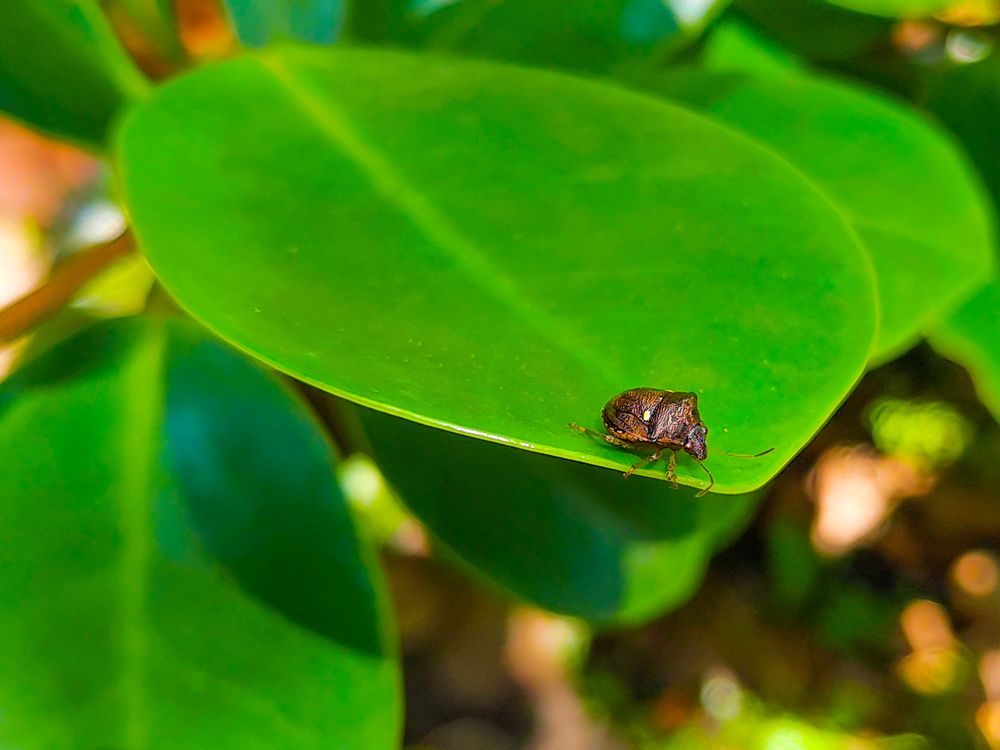 Photograph by Andrew Altarejos