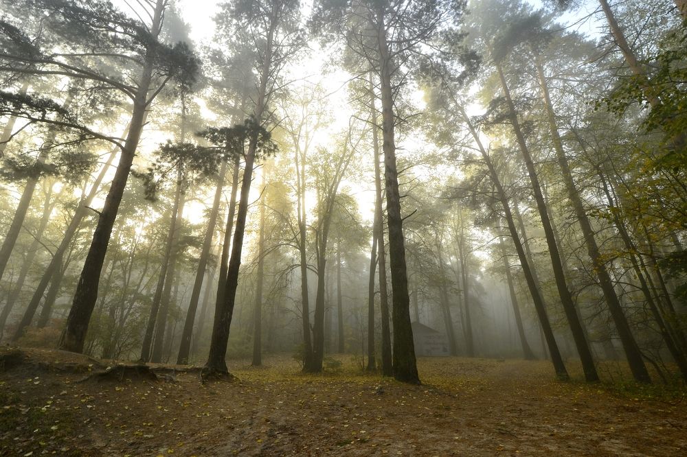 Photograph by Елена