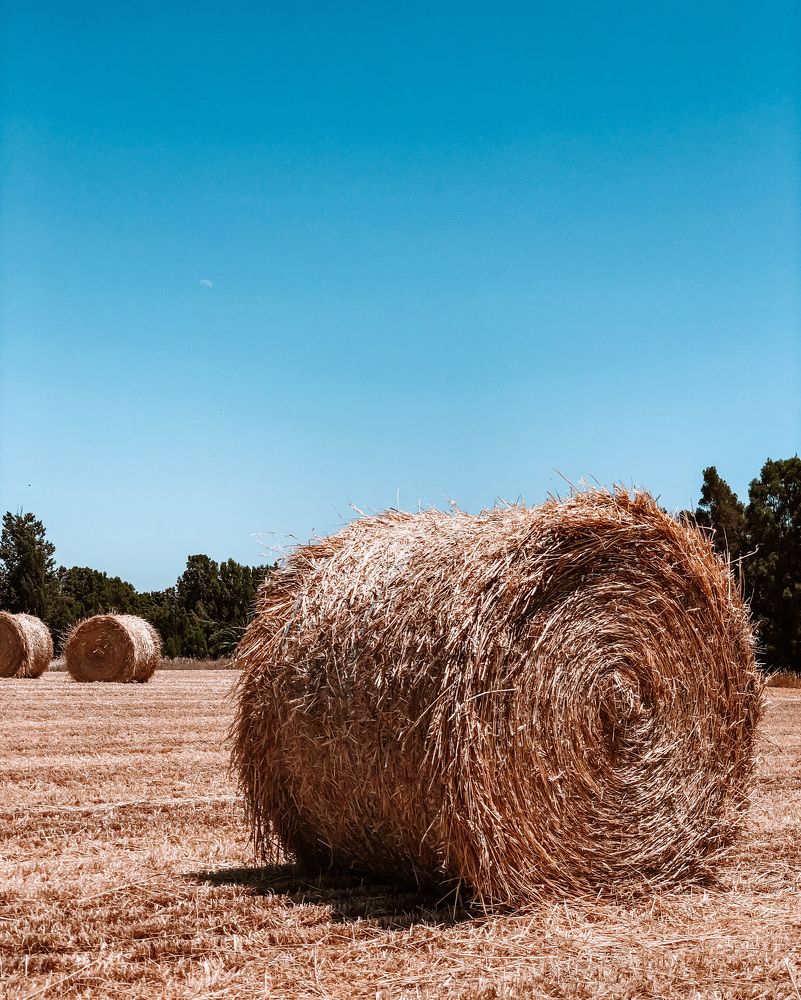 Photograph by Olesia Bulich